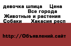 девочка шпица  › Цена ­ 40 000 - Все города Животные и растения » Собаки   . Хакасия респ.